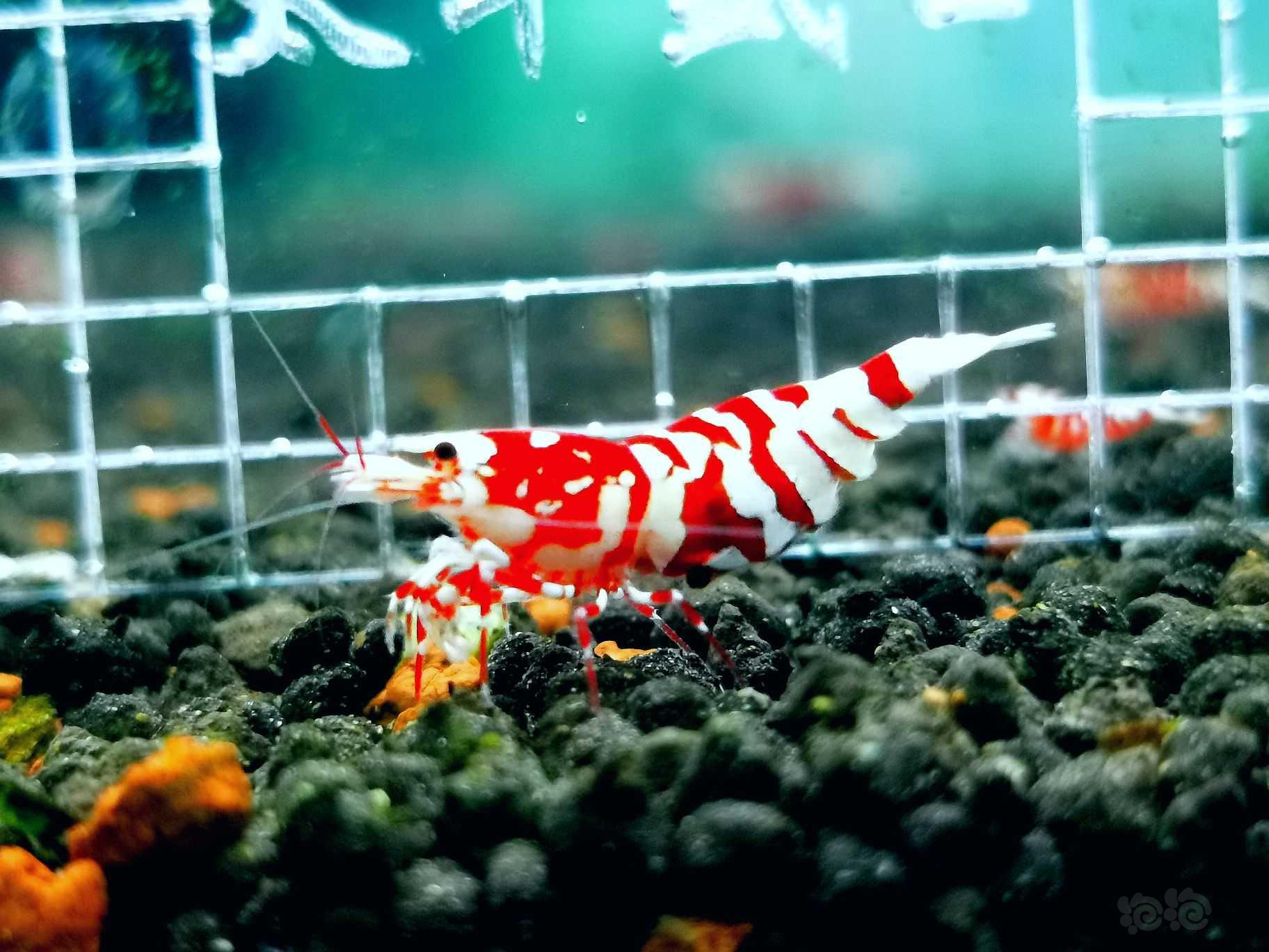 红花虎抱蛋母虾-图1