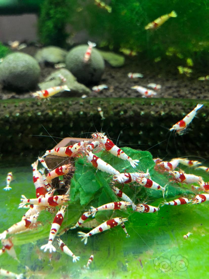 【水晶虾】出红白密度太大，出点降密度-图1