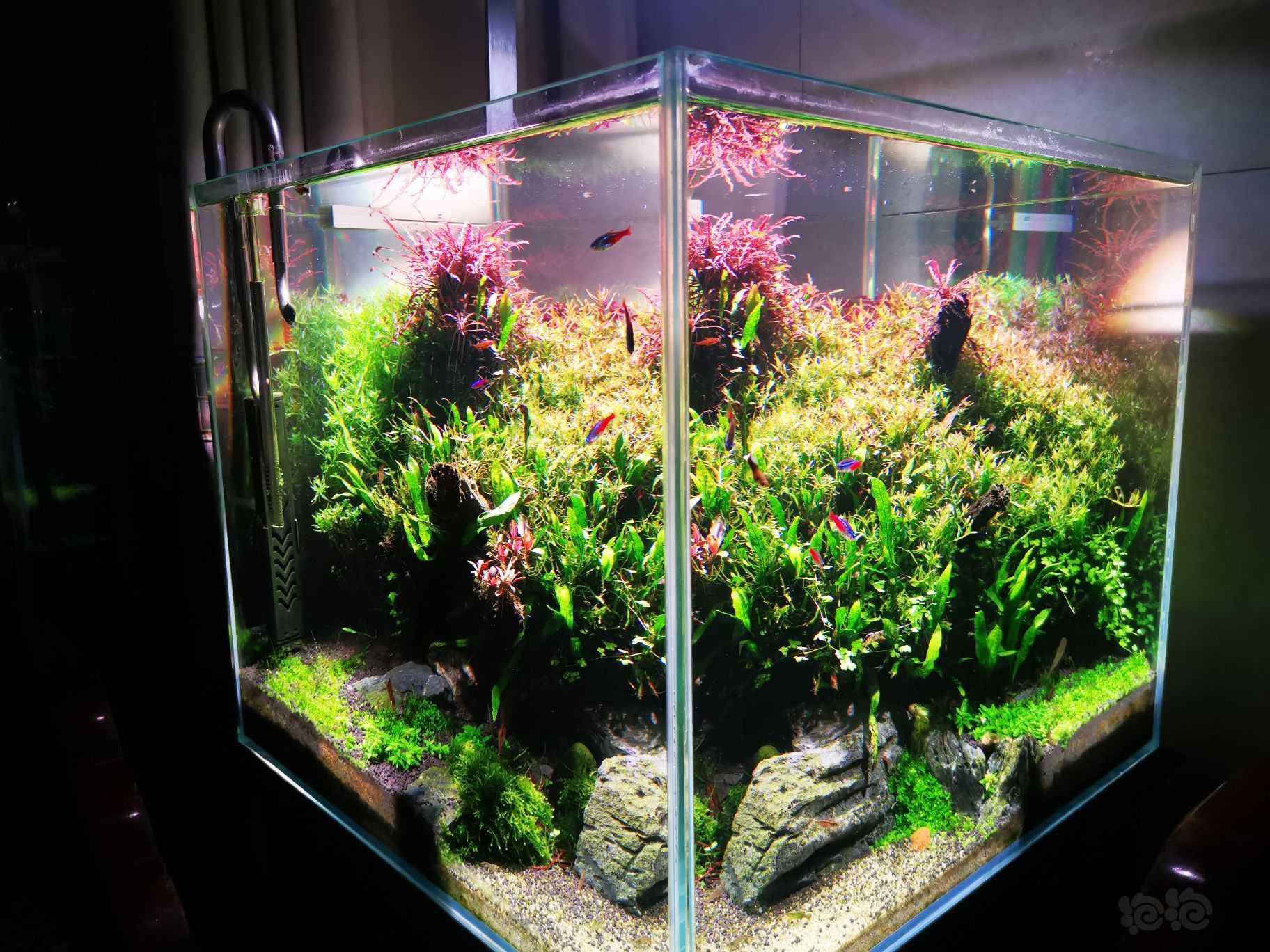 两年的水草缸 泡泡水族