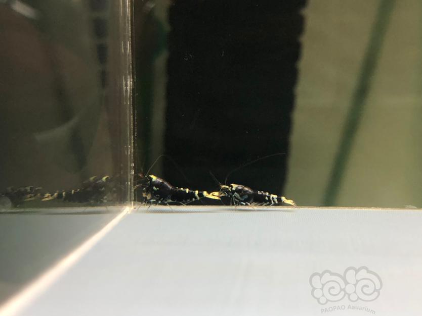【虾】2022-5-23#RMB拍金属紫小压成水晶虾一份4只。-图2