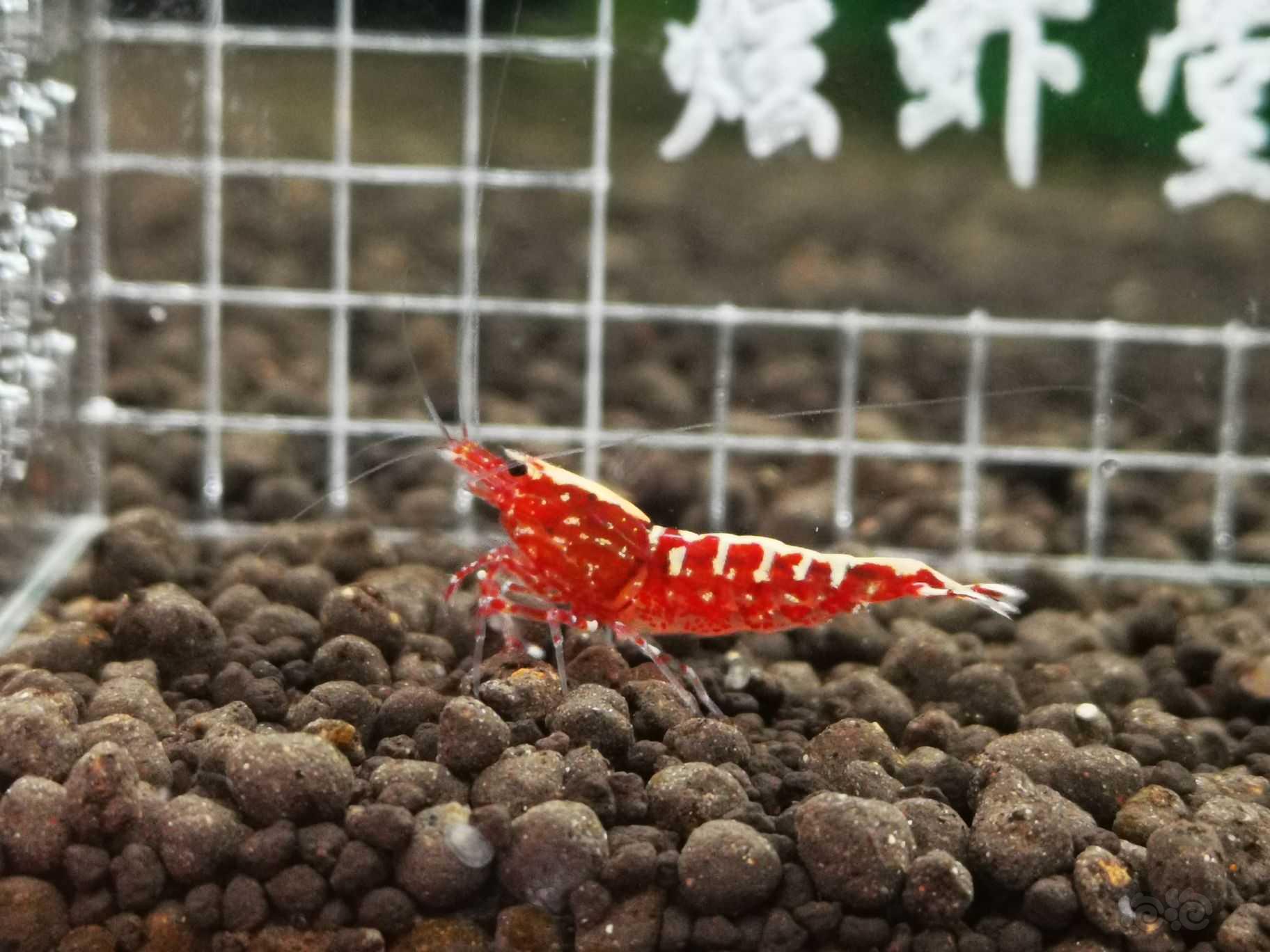 【虾】2022-5-9#RMB拍卖#红银河水晶虾一对-图6