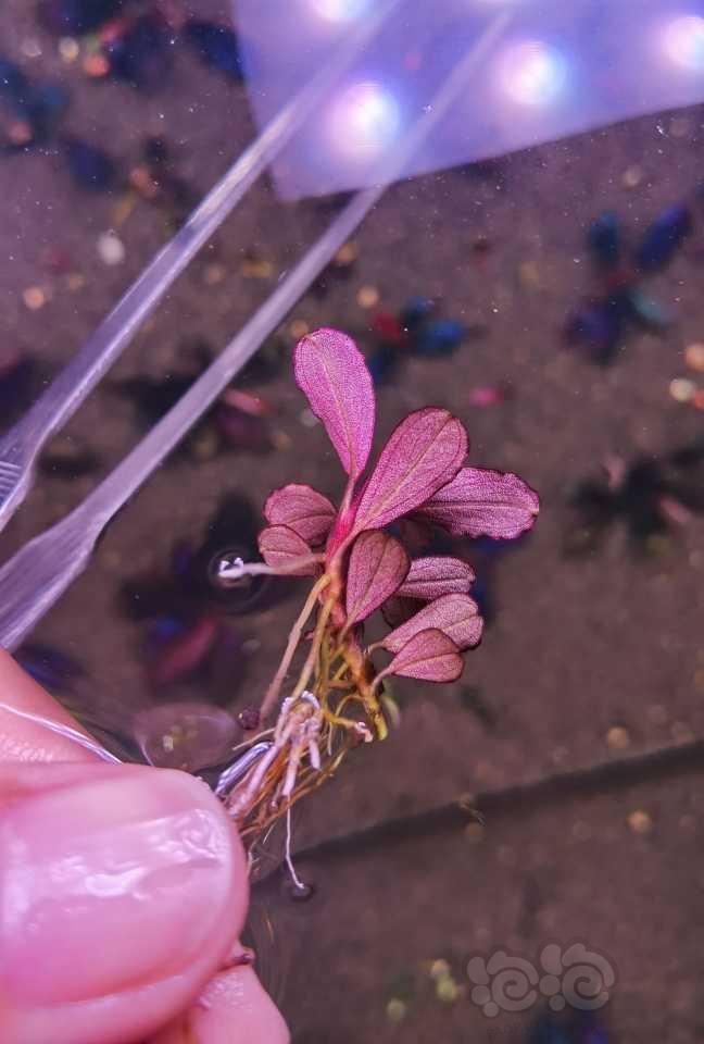 【水草】2022-05-26#RMB拍卖#拍卖一颗紫爵-图1