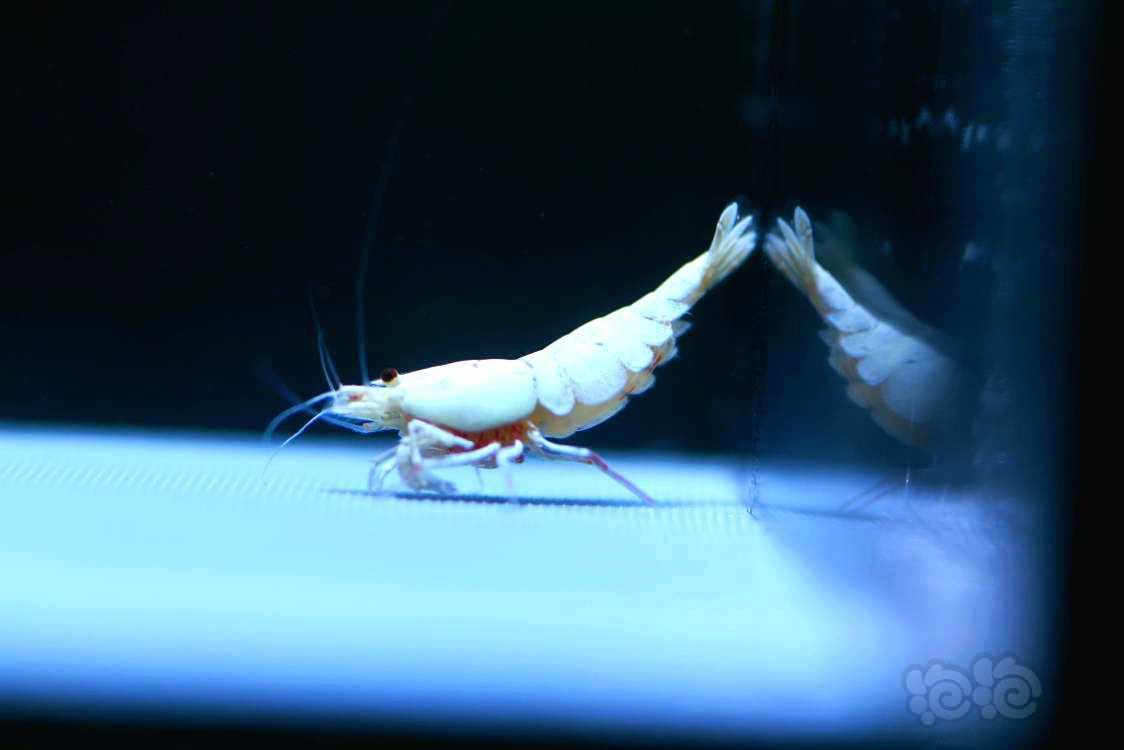 【虾】2022-05-24#RMB拍卖#白雪公主1公1母共2只-图2