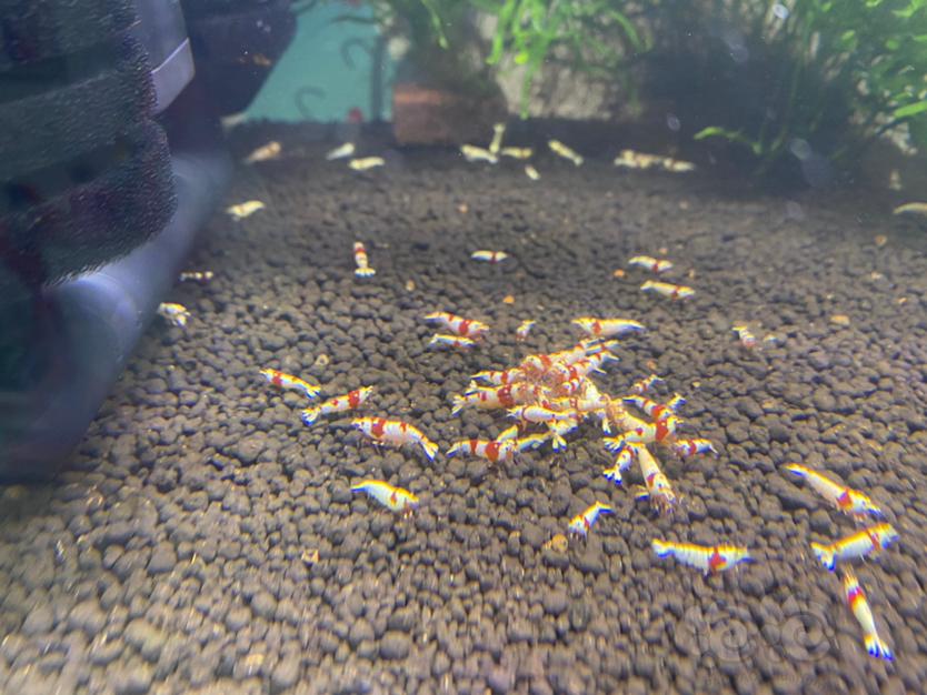 【出售】苏州市区出自养红白水晶虾-图2