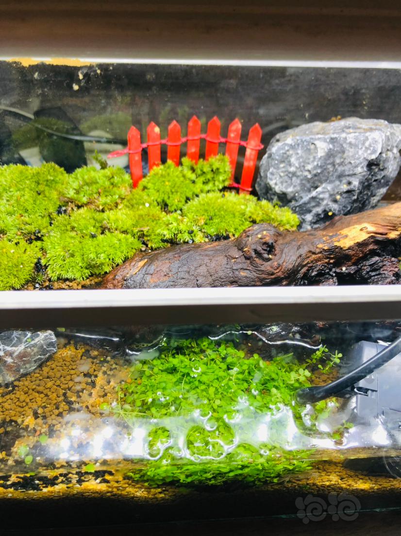 【水陆】为了养辣椒蟹自己做了一个水陆缸😁😏-图1
