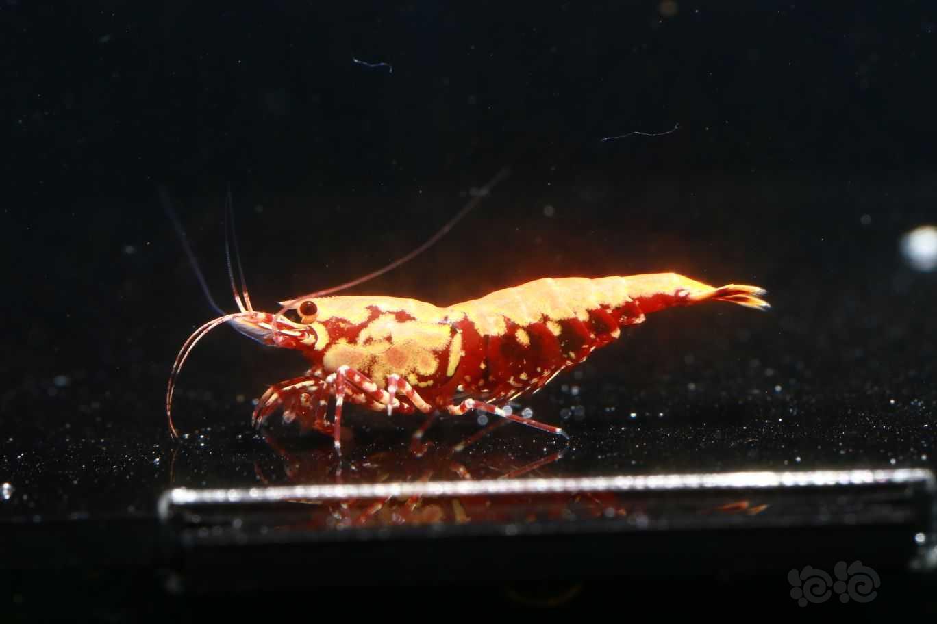 【虾】2022-05-28#RMB拍卖红银河红莽型母虾1只-图2