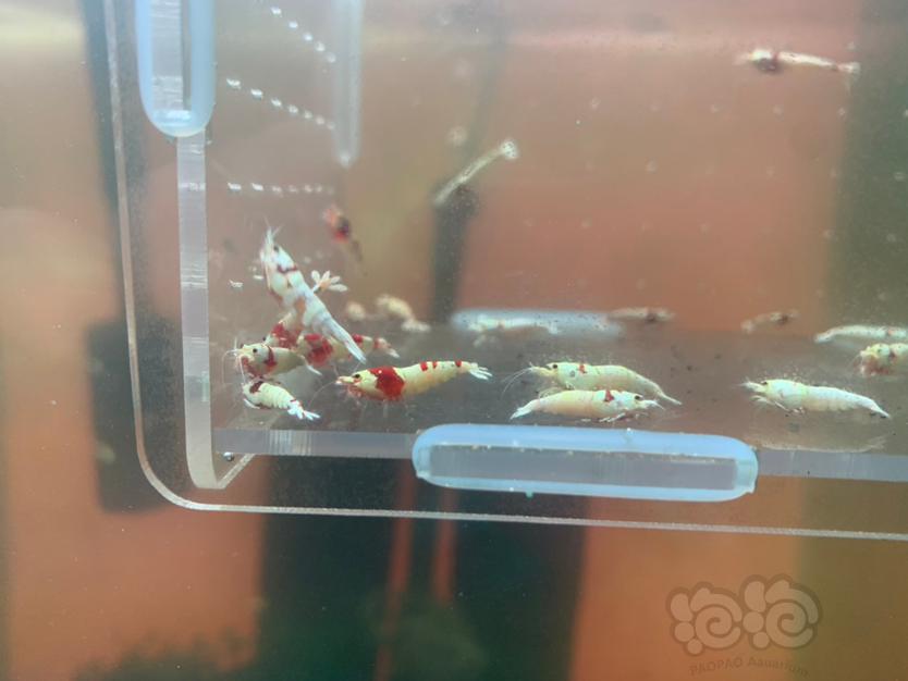 【虾】2022-05-28#RMB拍卖红白水晶虾30只-图2