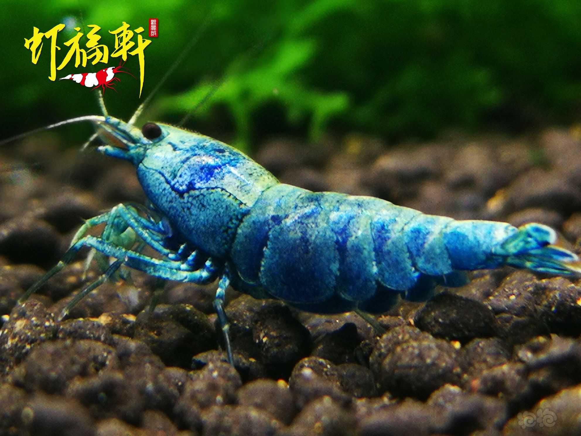 【虾】2022-05-05#RMB拍卖#蓝金刚繁殖组4只-图3