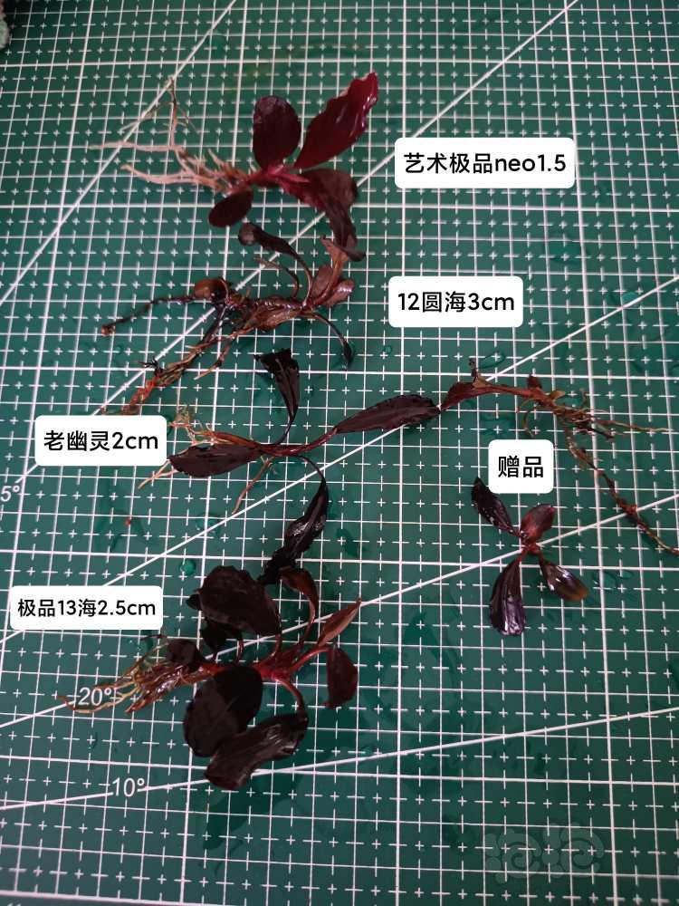 【水草】2022-05-20#RMB拍卖#辣椒榕老货组合-图1