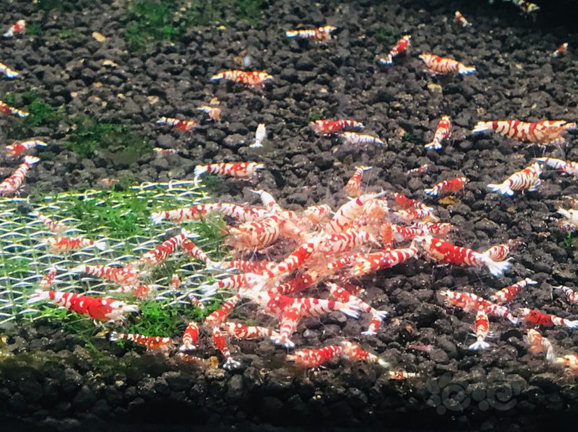 【水晶虾】太极红花虎-图1