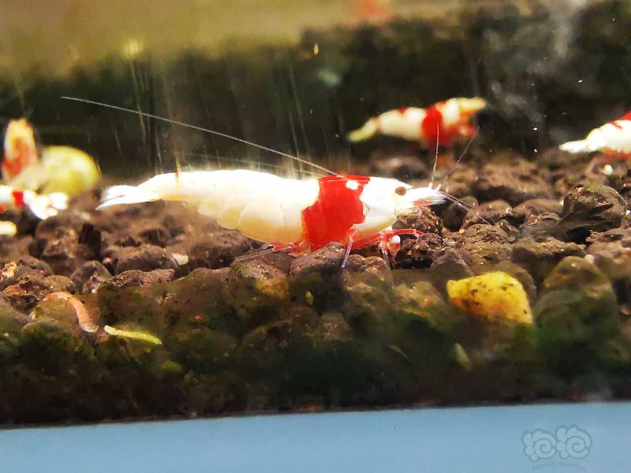 【虾】2022-5-12#RMB拍卖红白母虾8只。公虾送5只备损-图5