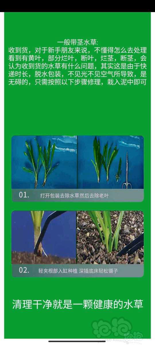 自家繁殖水下叶水草，38包浙江沪普快，其他地区补差价-图7