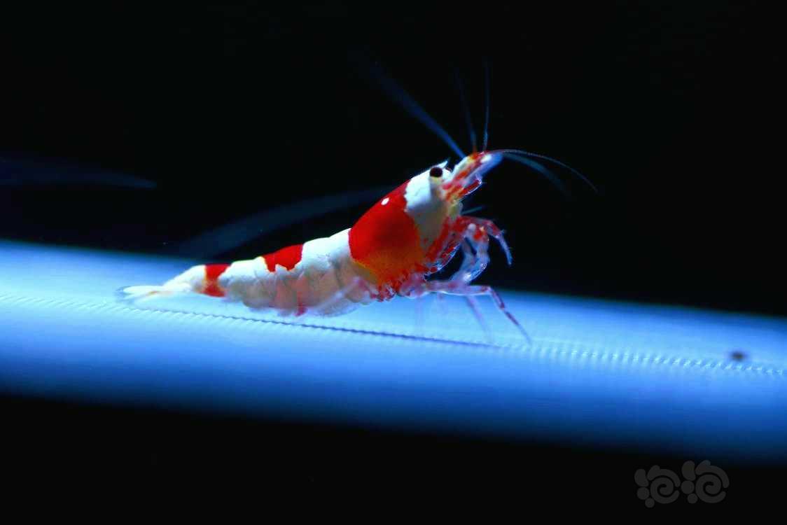 【虾】2022-05-27#RMB拍卖#繁殖用新成系统红白1公3母-图3