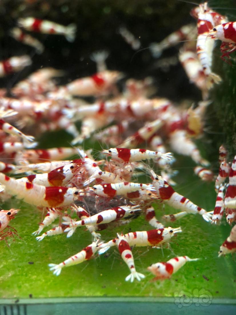 【水晶虾】出红白密度太大，出点降密度-图2