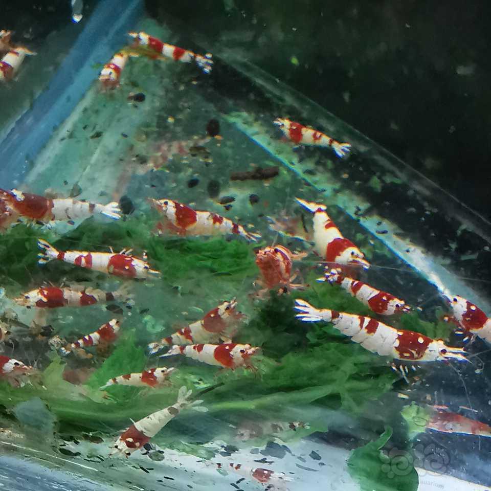 【水晶虾】最低价出售黑白红白黑花虎红花虎-图3