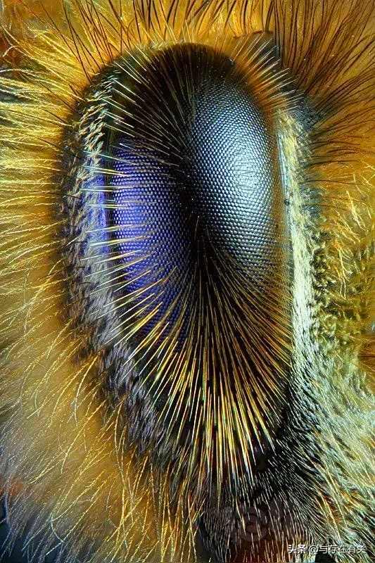显微镜看到的蜜蜂的眼睛-图1