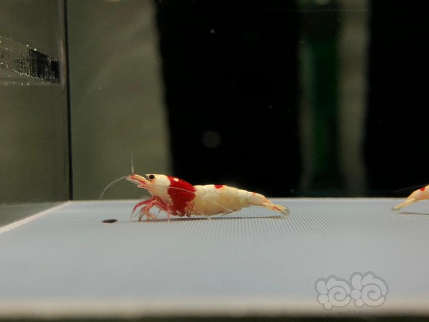 【虾】2022-5-23#RMB拍红白水晶虾一份5只。-图3