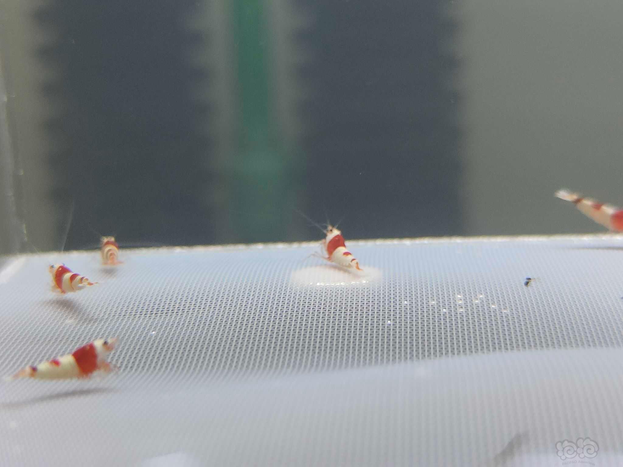 【虾】2022年5月6日#RMB拍卖系统红白一线缸苗子10只。-图2