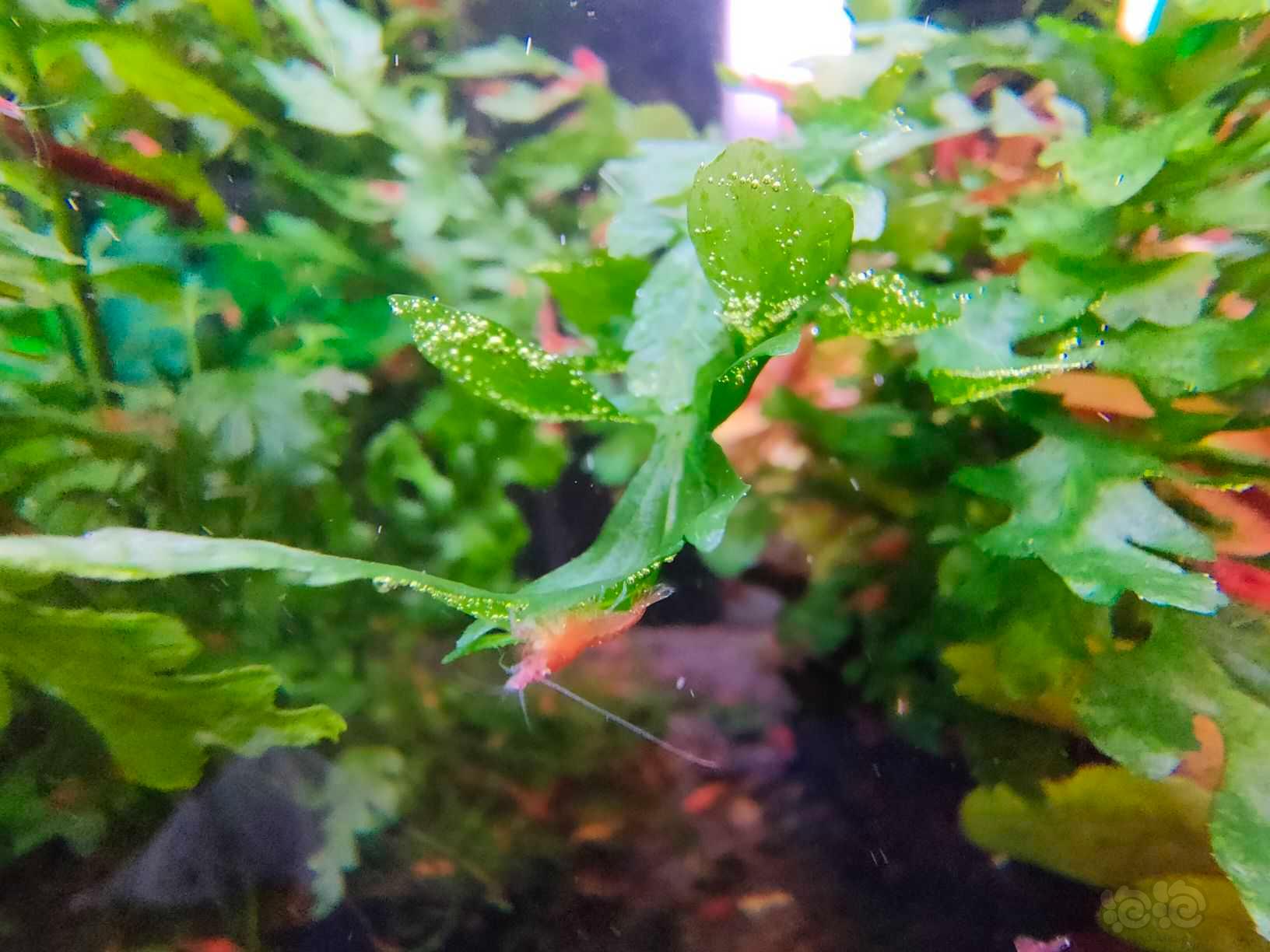 绿草配红虾-图2