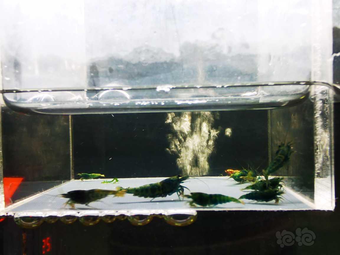 【虾】2022-5-16#RMB#拍卖蓝金刚小苗5只。-图1