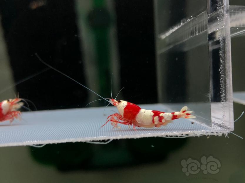 【虾】2022-5-23#RMB拍红白水晶虾一份5只。-图4