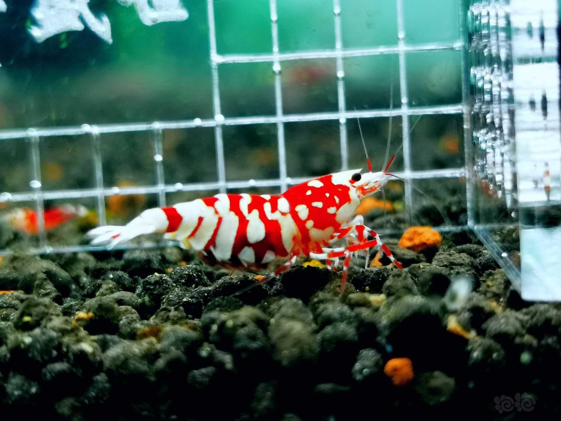 红花虎抱蛋母虾-图2
