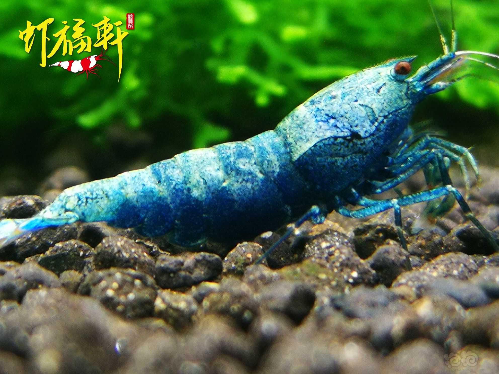 【虾】2022-05-30#RMB拍卖#蓝金刚繁殖组5只-图1