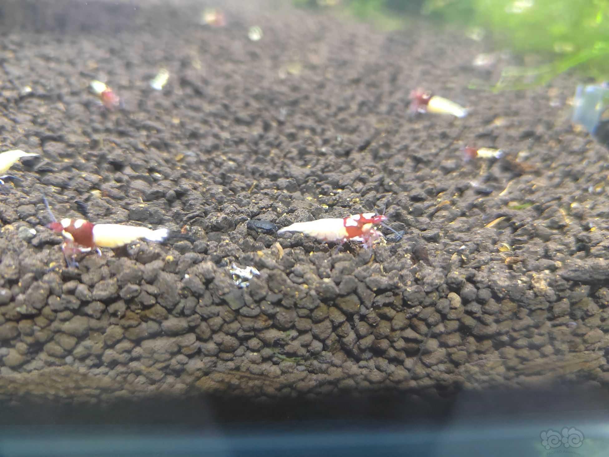 【水晶虾】出洞头、蓝金刚、纯血红白水晶虾-图11