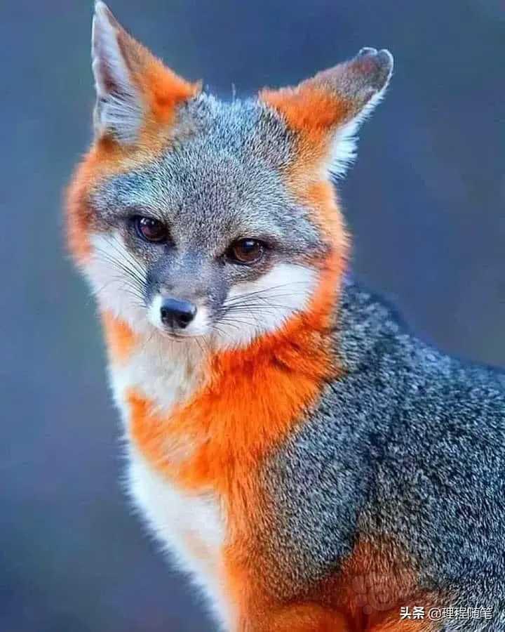 漂亮的小狐狸-图1