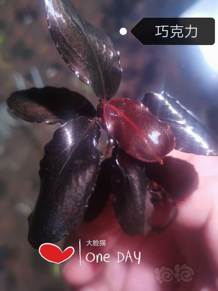 【水草】2022-05-27#RMB拍卖#巧克力辣椒榕一颗-图1