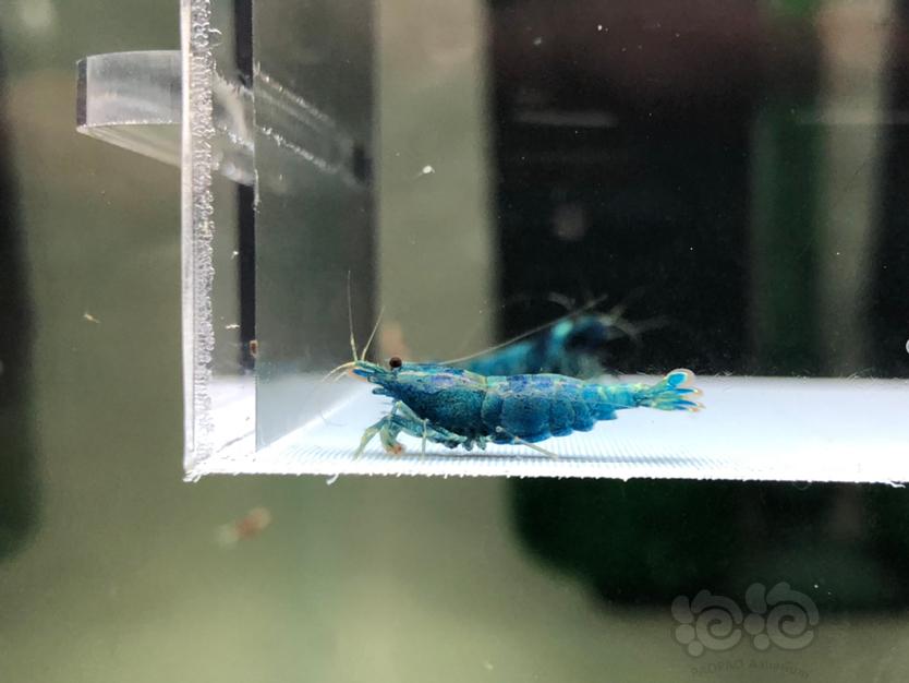 【虾】2022-5-31#RMB拍蓝面金刚水晶虾一份3只。-图3