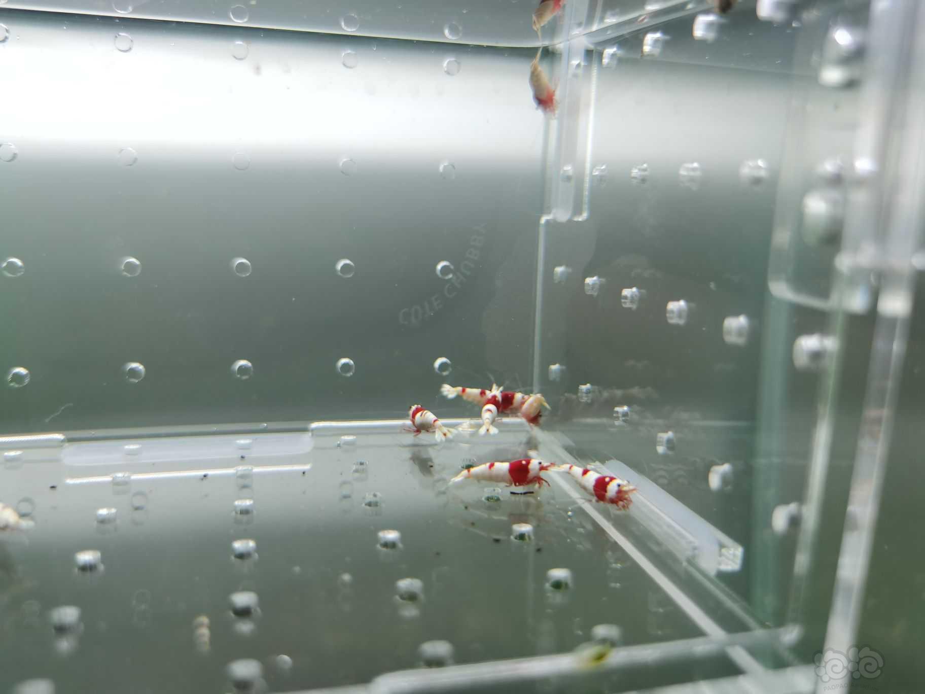 【水晶虾】出纯血红白水晶虾-图3