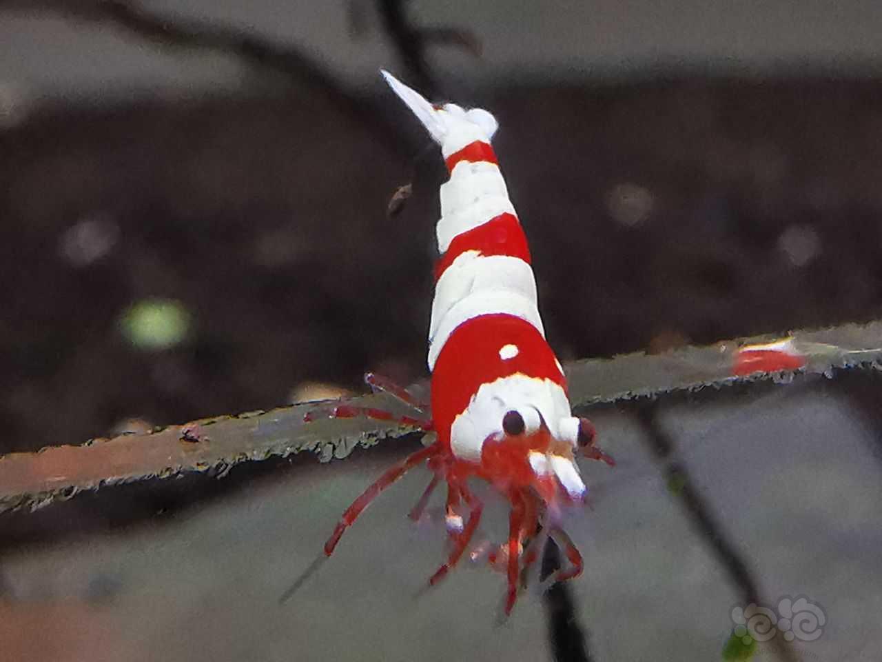 红白3段幼虾-图1