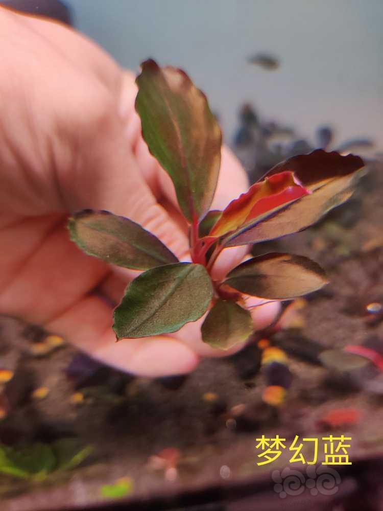 【辣椒榕】出白马丸子红脉玉/长叶neo繁殖茎/雅典娜-图9