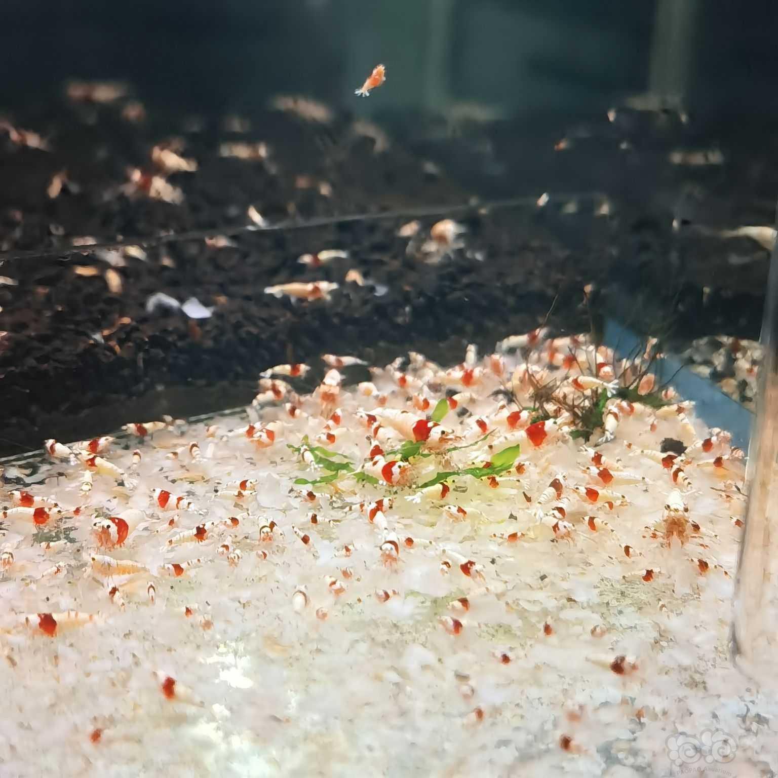 【水晶虾】出红白公虾一百只-图4