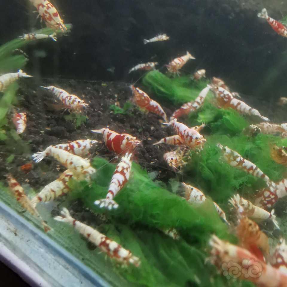 【水晶虾】最低价出售黑白红白黑花虎红花虎-图6