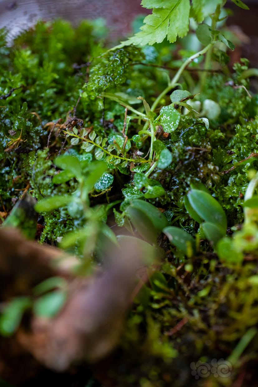 【微景观】简单的微景观苔藓雨林缸，有手就行-图4