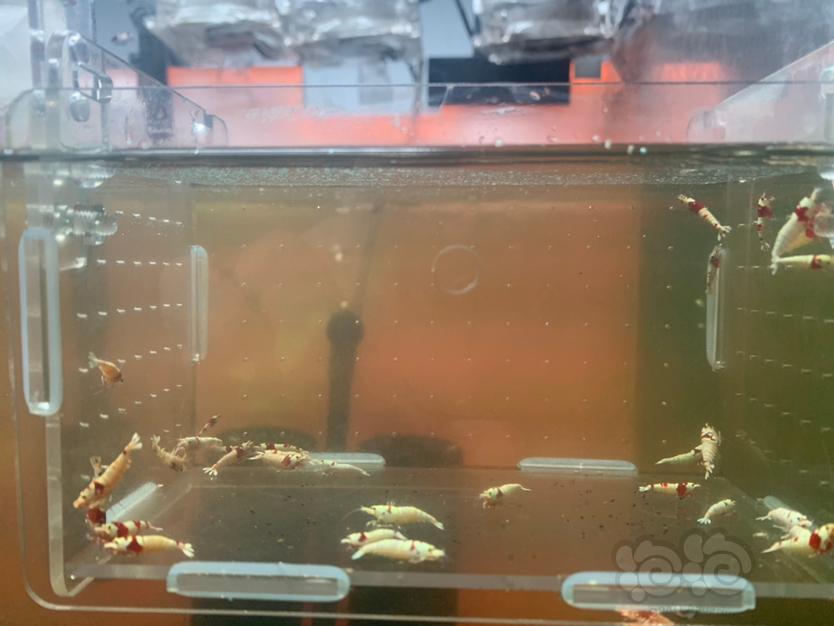 【虾】2022-05-28#RMB拍卖红白水晶虾30只-图3