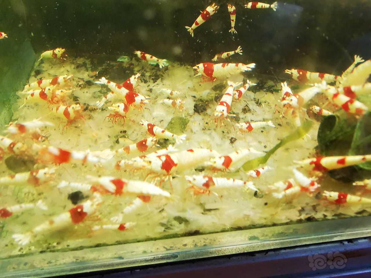 【水晶虾】出红爪系统红白-图6