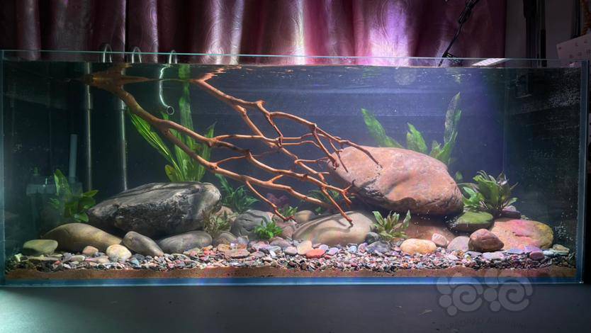 原生溪流缸开缸