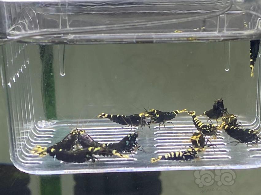 【虾】2022-05-15#RMB 拍卖#金属紫繁殖组-图2