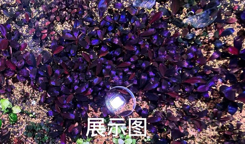 【水草】2022-5-30#RMB拍卖#NEO-图4