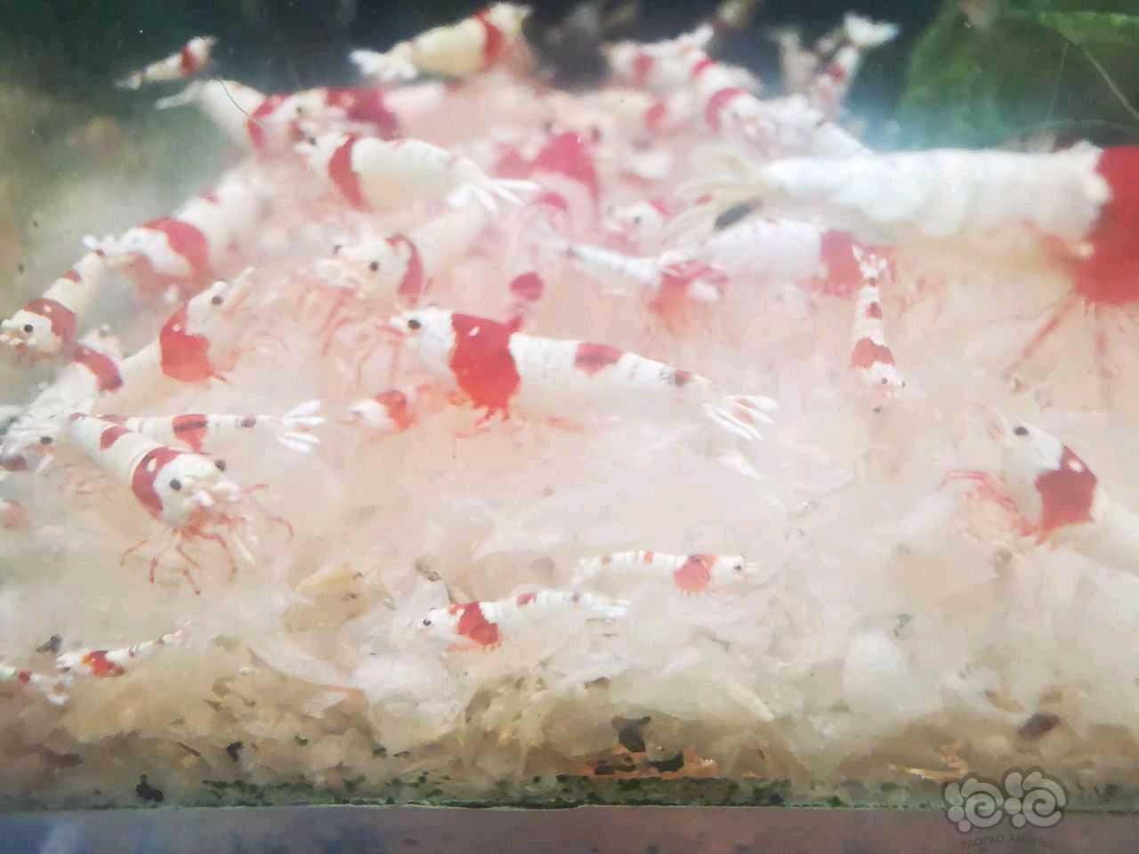 【水晶虾】出红爪系统红白-图5