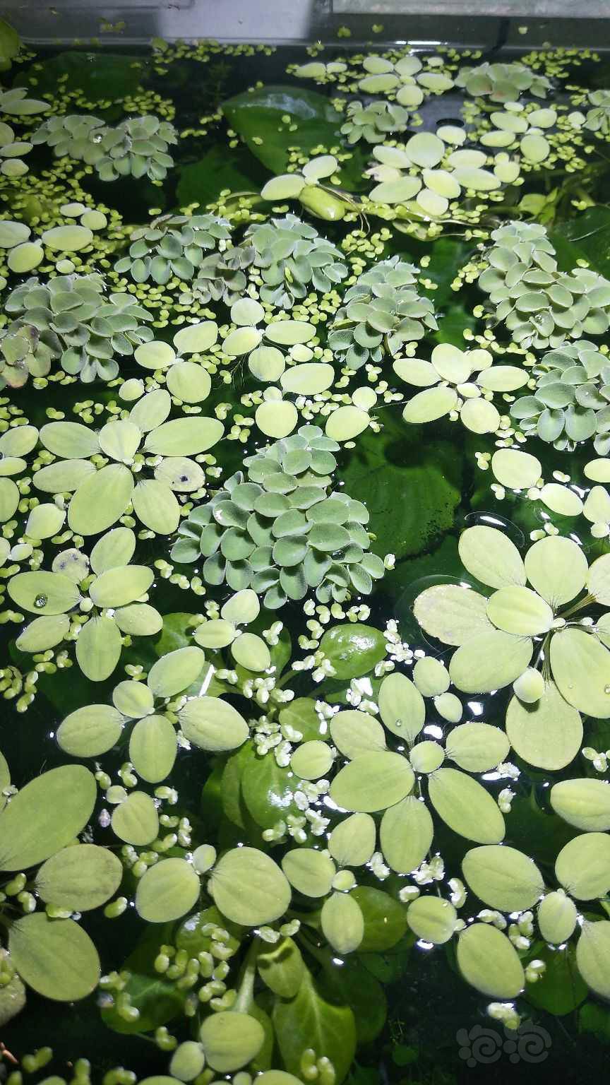 又来送一些浮萍