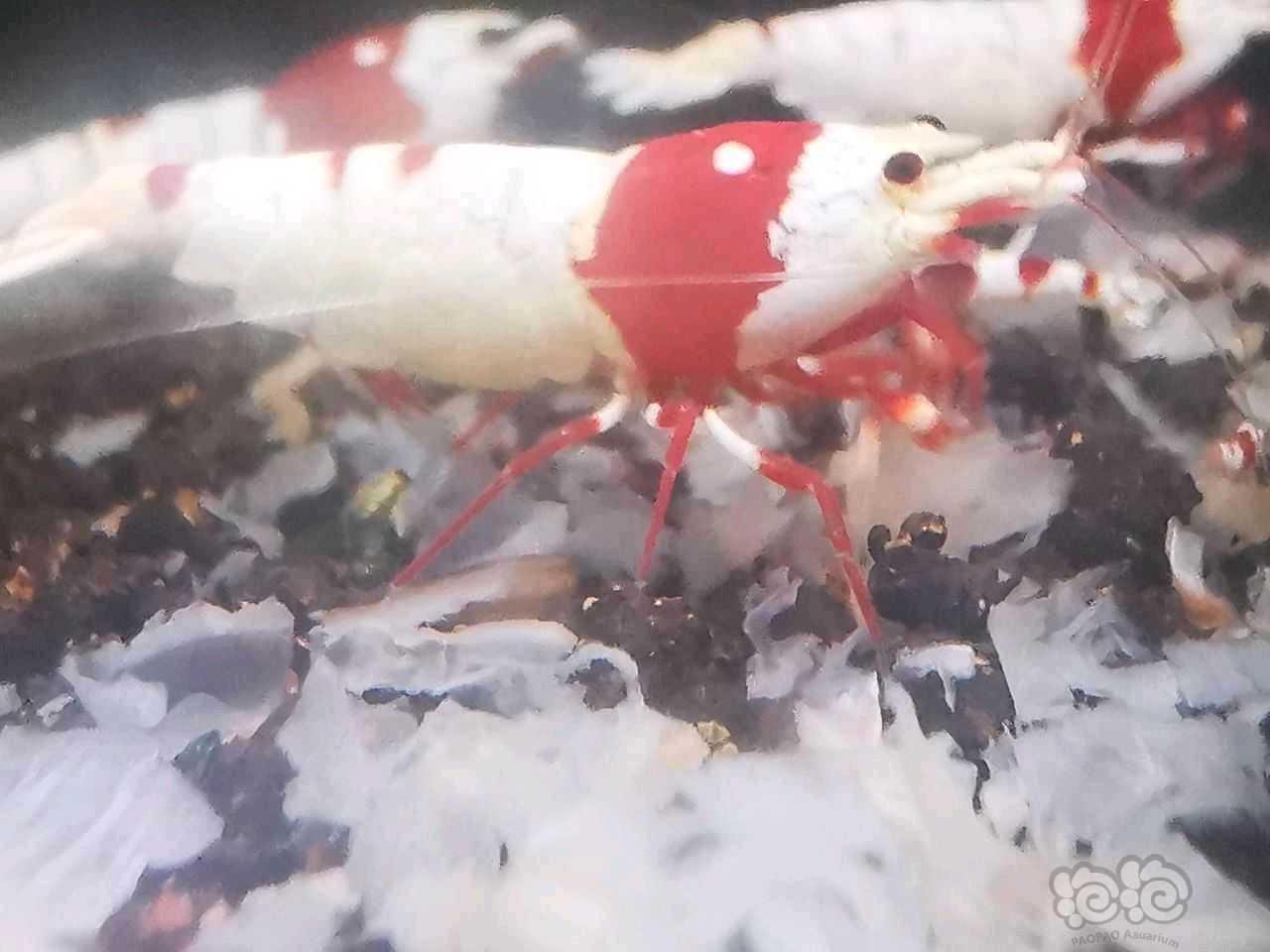 【水晶虾】出红爪系统红白-图4