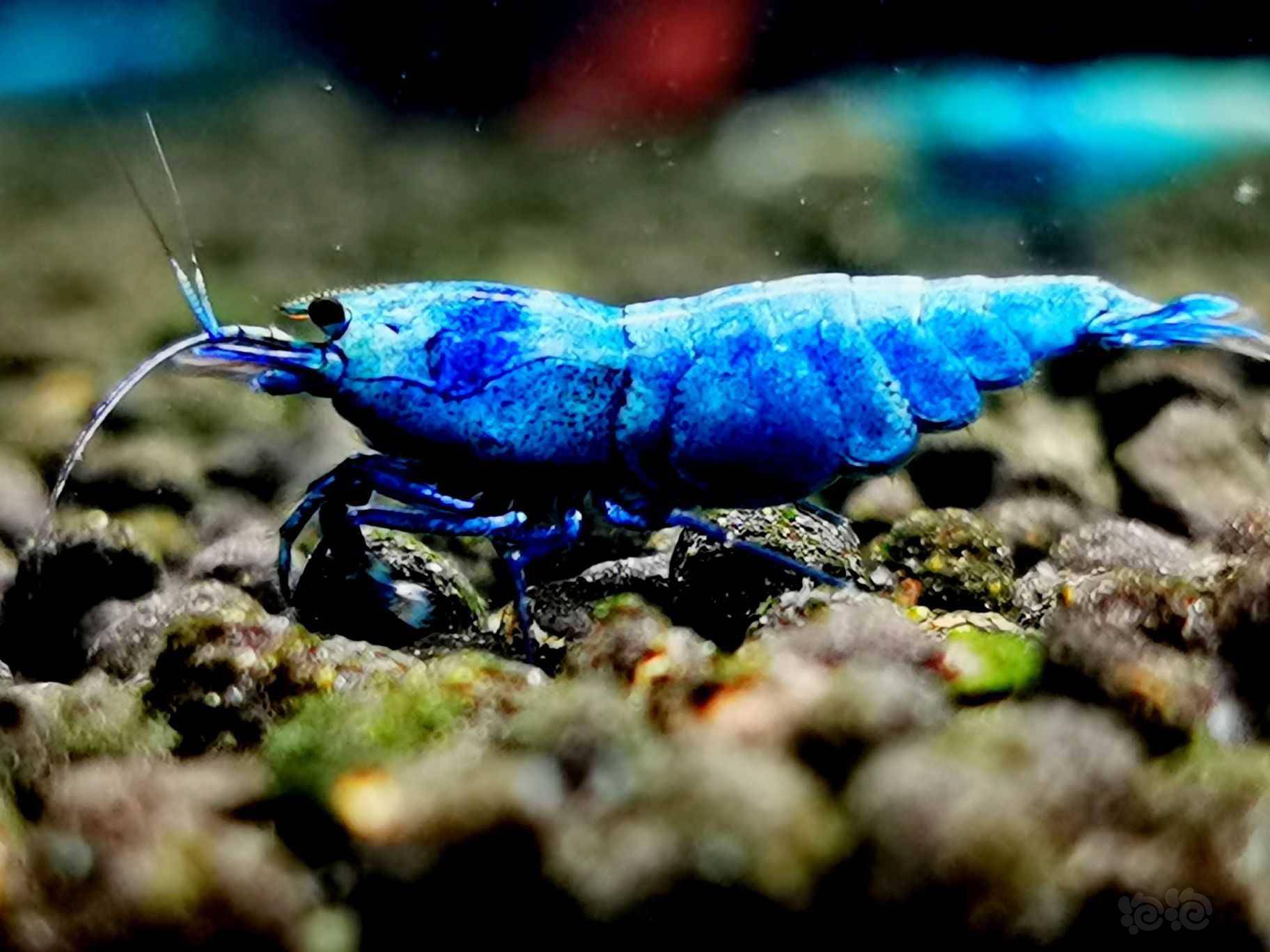 20220525rmb拍卖冠军血蓝金刚母虾4只