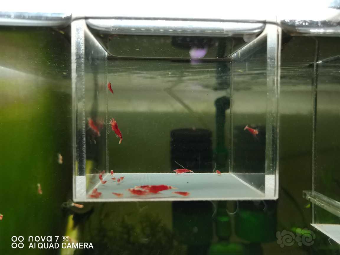 【虾】2022-05-09#RMB 拍卖#红花虎繁-图5