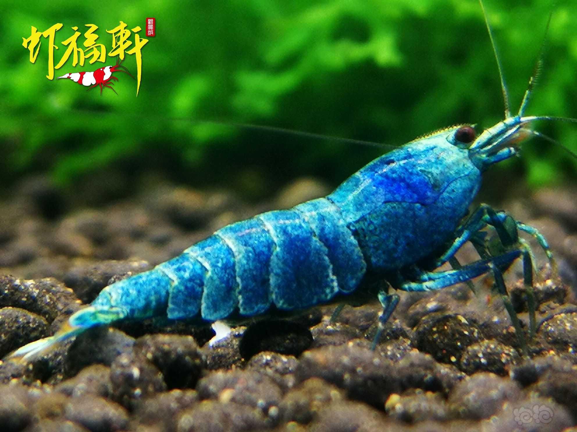 【虾】2022-05-21#RMB拍卖#蓝金刚繁殖组5只-图2