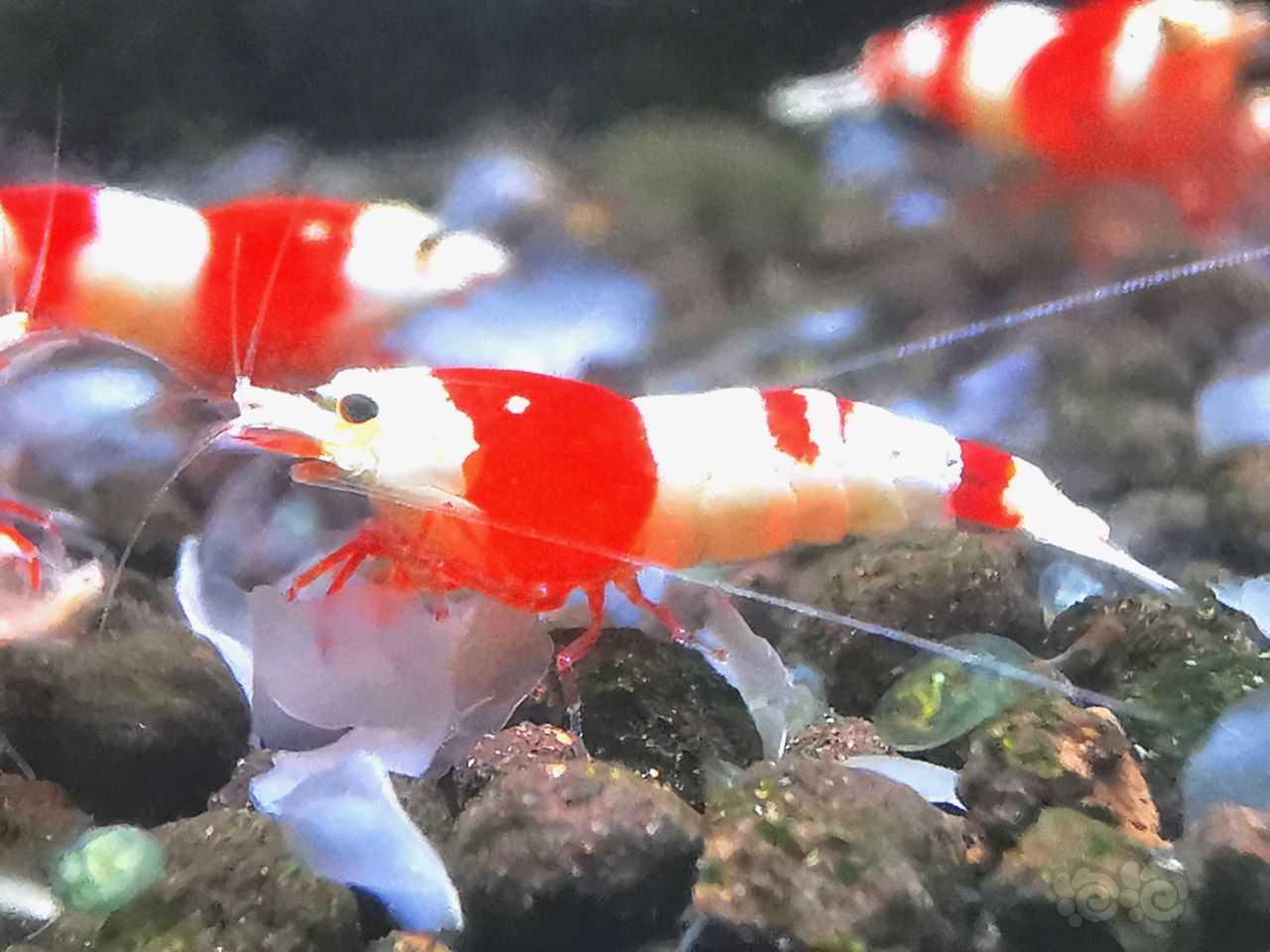 【虾】2022-5-20#RMB拍卖极品红白幼虾9只-图7
