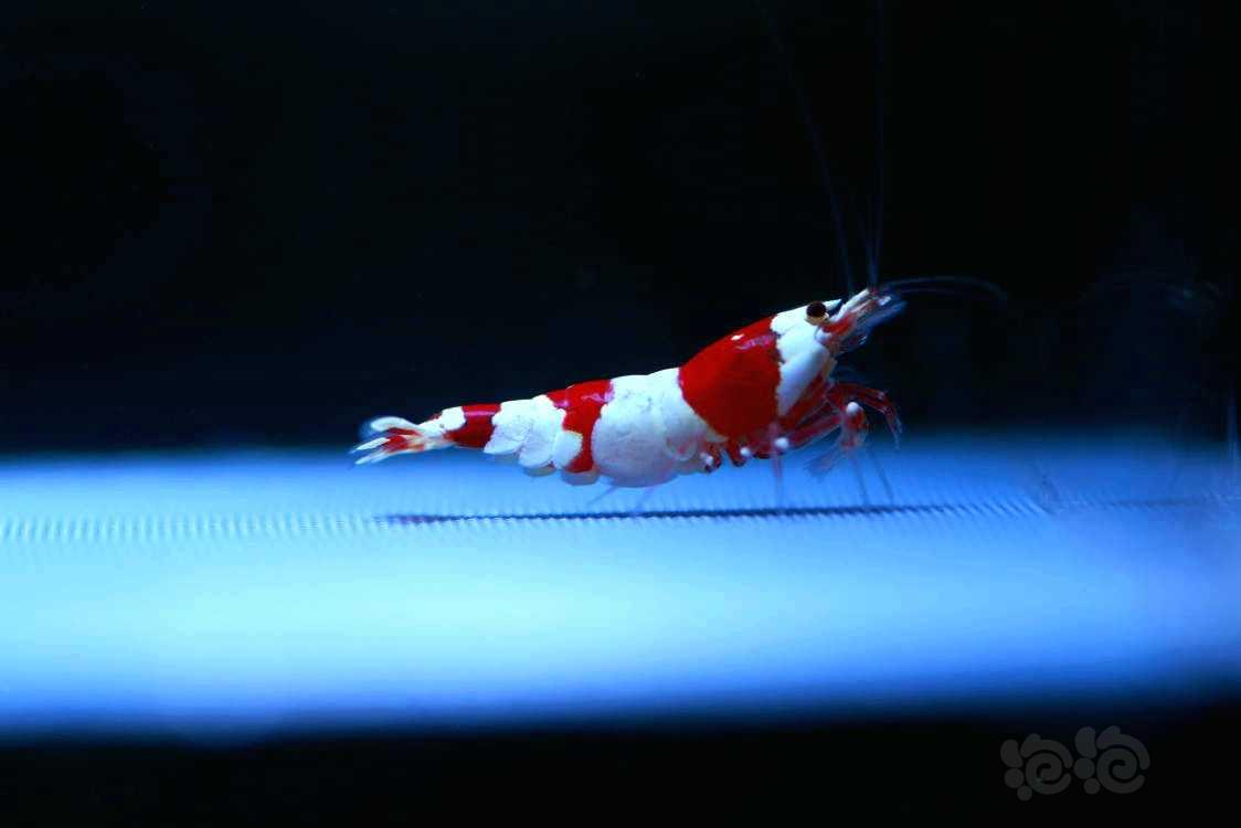 【虾】2022-05-24#RMB拍卖#系统红白繁殖组1公2母-图2
